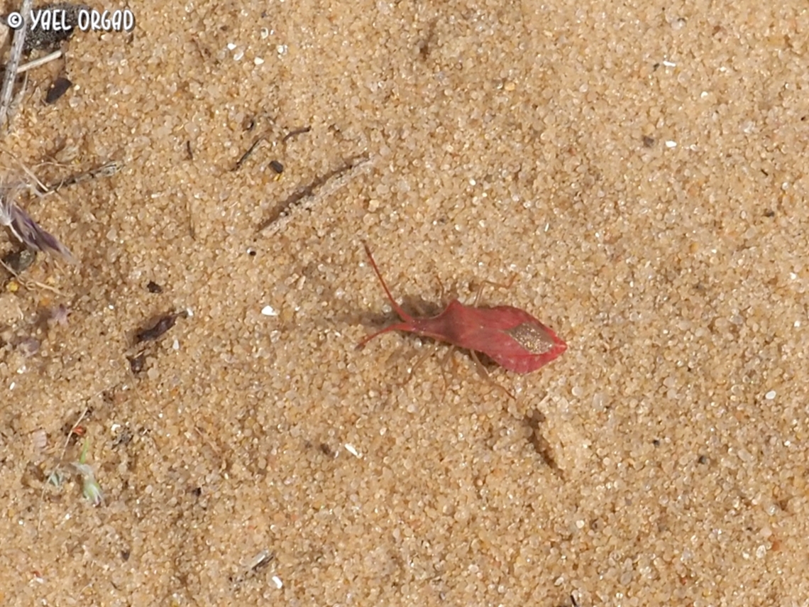 Haploprocta sulcicornis  Geotagged,Haploprocta sulcicornis,Israel,Spring