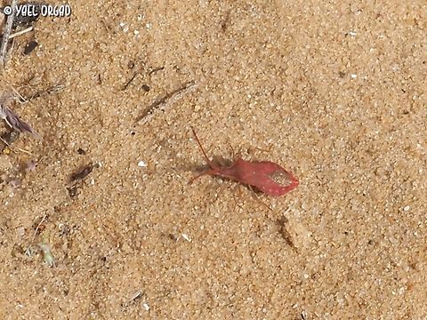 Haploprocta sulcicornis  Geotagged,Haploprocta sulcicornis,Israel,Spring