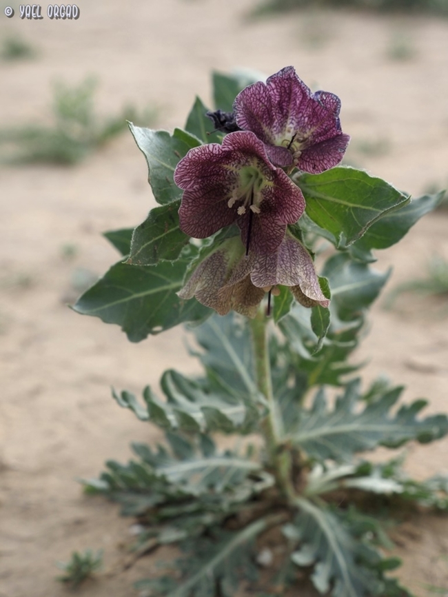 Hyoscyamus reticulatus  Geotagged,Hyoscyamus reticulatus,Israel,Winter