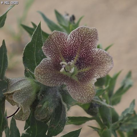 Hyoscyamus reticulatus  Geotagged,Hyoscyamus reticulatus,Israel,Winter