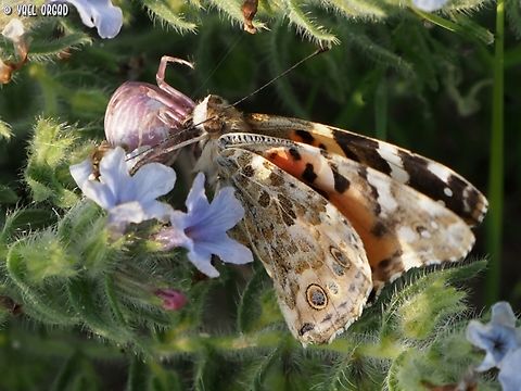 Thomisus onustus caught a painted lady butterfly, on Alkanna strigosa Alkanna strigosa,Geotagged,Israel,Pink Crab Spider,Thomisus onustus,Vanessa cardui,Winter