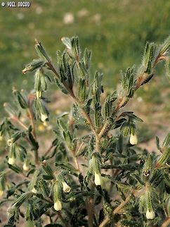 Onosma echinata  Geotagged,Israel,Onosma echinata,Winter
