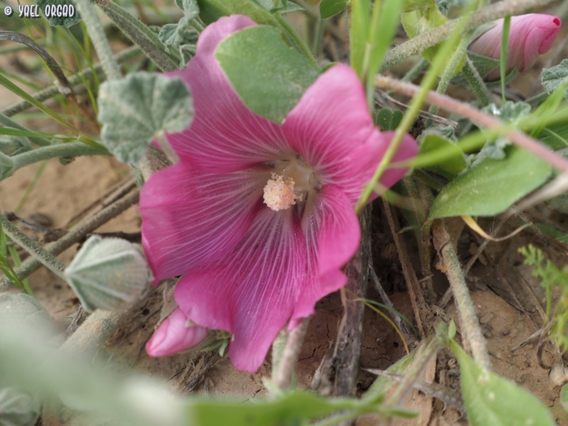 Alcea acaulis  Alcea acaulis,Geotagged,Israel,Winter