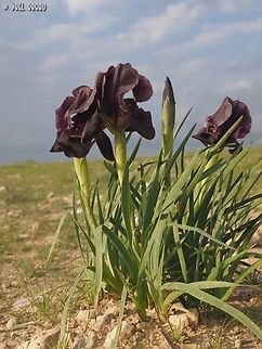 Iris atrofusca This is the "Normal" brown-purple color  Geotagged,Iris atrofusca,Israel,Judean Iris,Winter