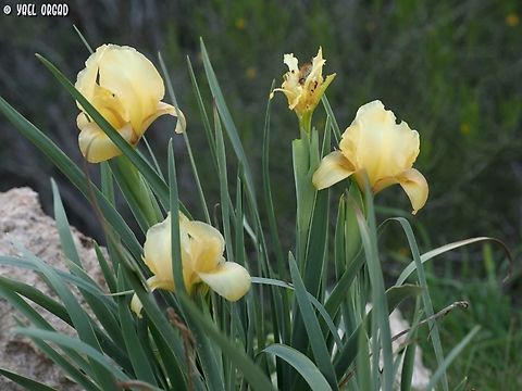 Iris atrofusca  Geotagged,Iris atrofusca,Israel,Judean Iris,Winter