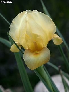 Iris atrofusca this is a rare yellow variant. Geotagged,Iris atrofusca,Israel,Judean Iris,Winter