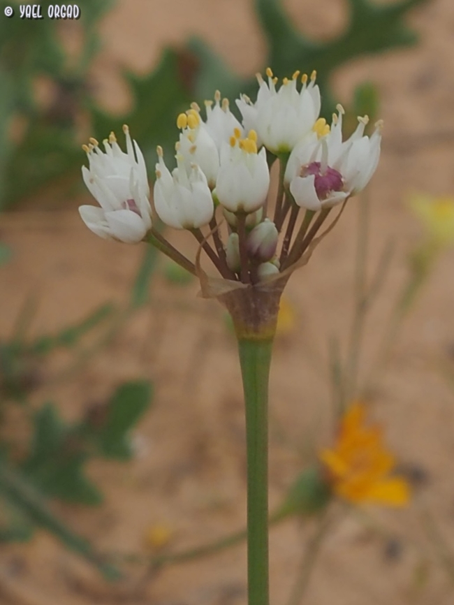 Allium papillare  Allium papillare,Geotagged,Israel,Winter