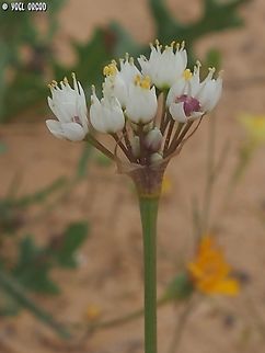 Allium papillare  Allium papillare,Geotagged,Israel,Winter
