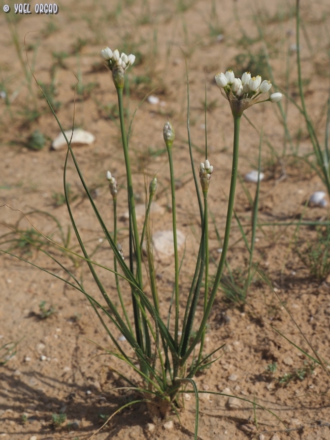 Allium papillare  Allium papillare,Geotagged,Israel,Winter