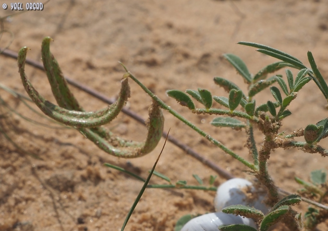 Astragalus annularis  Astragalus annularis,Geotagged,Israel,Winter