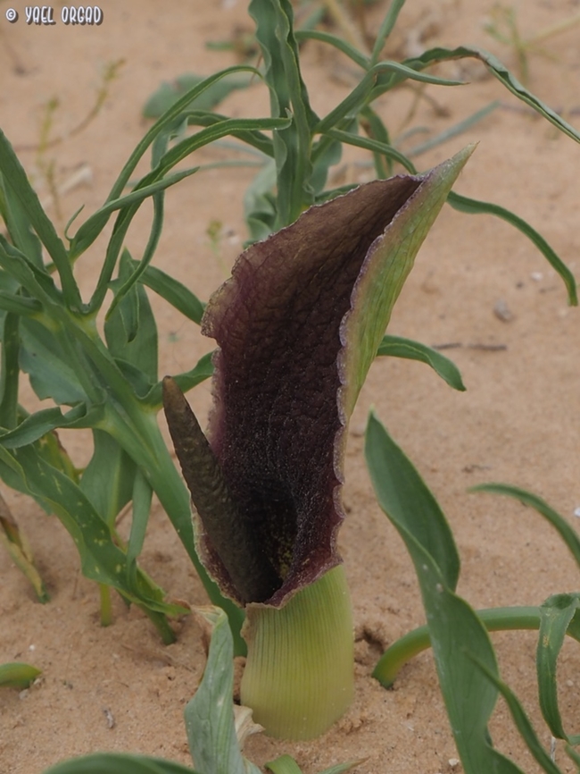 Eminium spiculatum  Eminium spiculatum,Geotagged,Israel,Winter