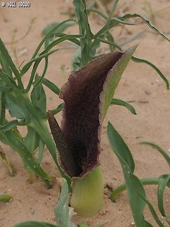 Eminium spiculatum  Eminium spiculatum,Geotagged,Israel,Winter
