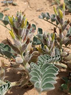 Astragalus kahiricus  Astragalus kahiricus,Geotagged,Israel,Winter