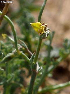 Hypecoum littorale  Geotagged,Hypecoum littorale,Israel,Winter