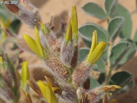 Astragalus kahiricus  Astragalus kahiricus,Geotagged,Israel,Winter