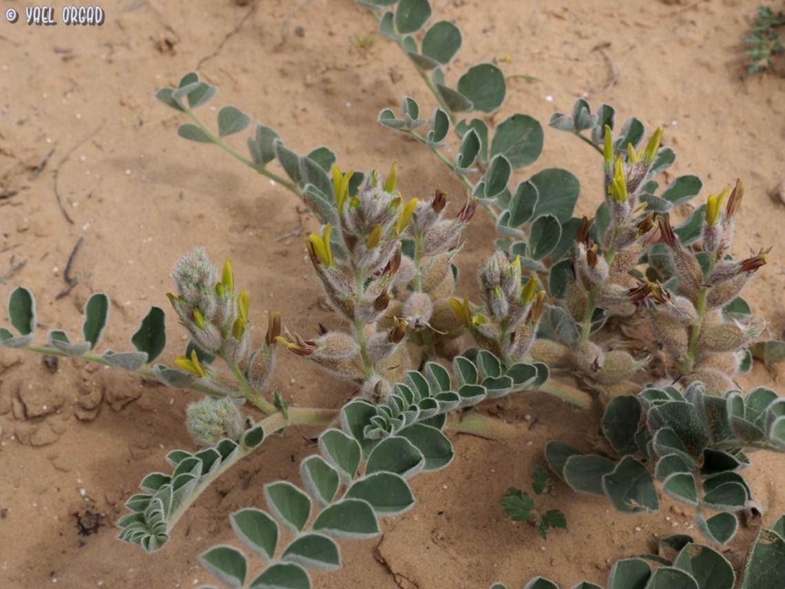 Astragalus kahiricus  Astragalus kahiricus,Geotagged,Israel,Winter