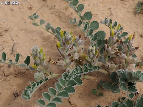 Astragalus kahiricus  Astragalus kahiricus,Geotagged,Israel,Winter
