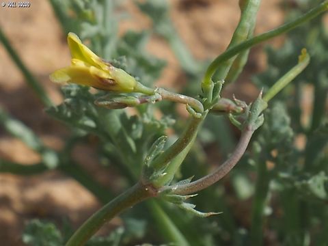 Hypecoum littorale  Geotagged,Hypecoum littorale,Israel,Winter