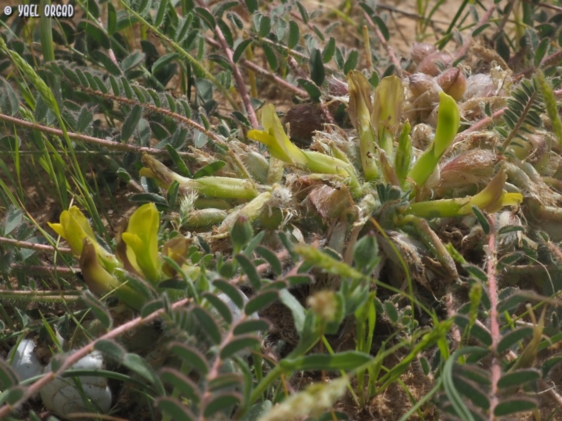 Astragalus caprinus  Astragalus caprinus,Geotagged,Israel,Winter