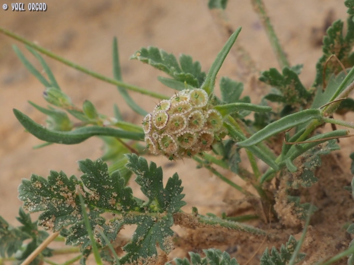 Sixalix eremophila  Geotagged,Israel,Sixalix eremophila,Winter