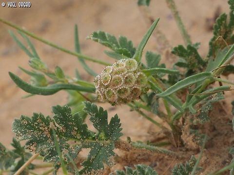 Sixalix eremophila  Geotagged,Israel,Sixalix eremophila,Winter