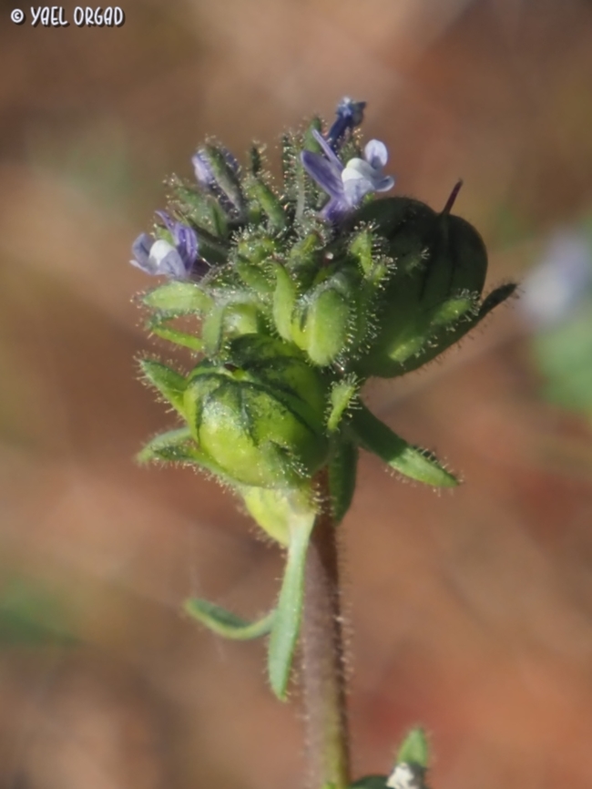 Linaria micrantha the size of the flower is about 1mm...  Geotagged,Israel,Linaria micrantha,Spring