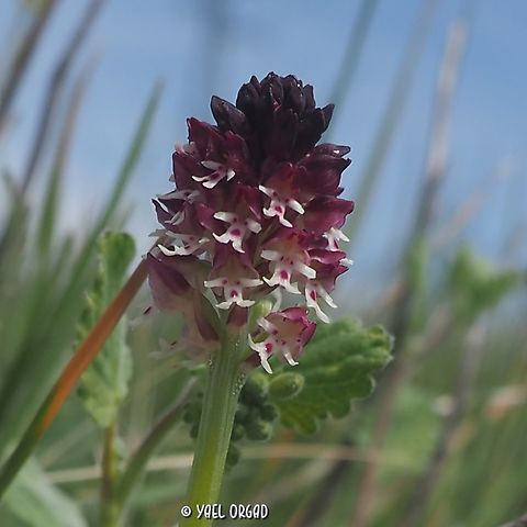 Neotinea ustulata I'm back from 2 wonderful weeks of mainly Orchid-hunting in Italy, it will probably take me l-o-o-o-o-o-o-n-g time to go through all I've seen there. meanwhile, a first glimpse: the small and lovely Neotinea ustulata.  Burnt-tip Orchid,Geotagged,Italy,Neotinea ustulata,Spring