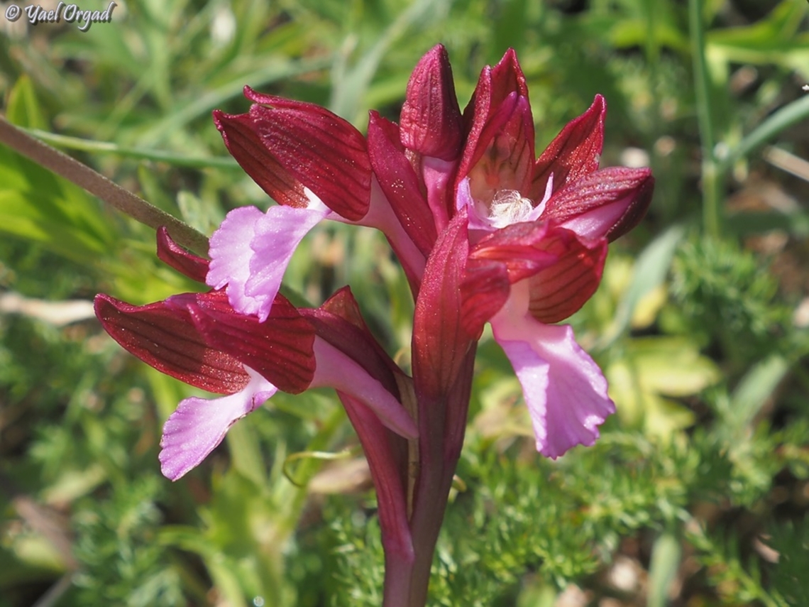 Anacamptis papilionacea I admit that the Italian version of this orchid is much more impressive than the Israeli one I grew to like... the Italian version is bigger, and with more intense colors.  Anacamptis papilionacea,Geotagged,Italy,Spring