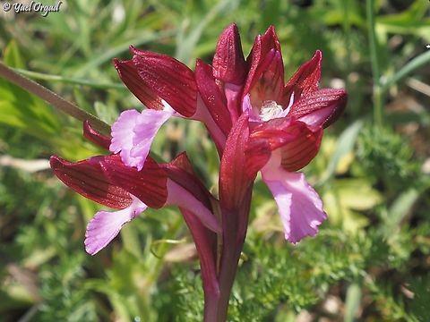 Anacamptis papilionacea I admit that the Italian version of this orchid is much more impressive than the Israeli one I grew to like... the Italian version is bigger, and with more intense colors.  Anacamptis papilionacea,Geotagged,Italy,Spring