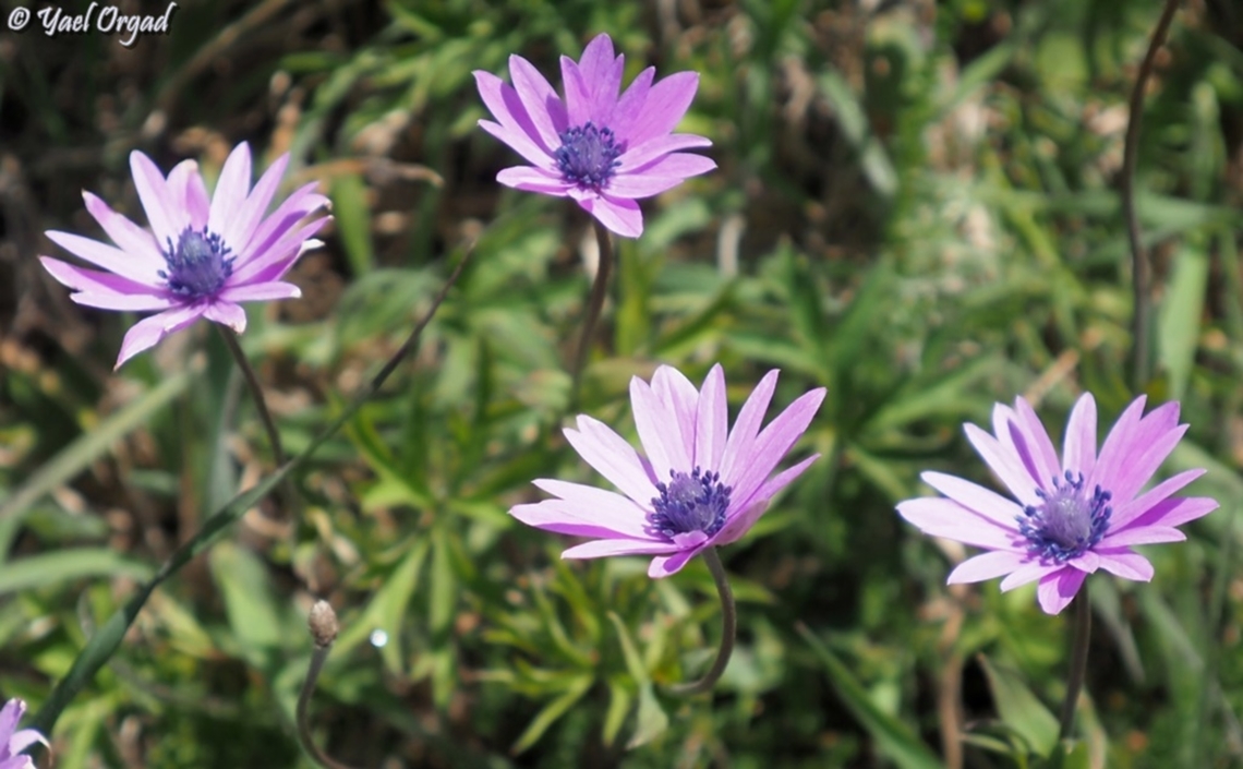 Anemone hortensis we went up Monte Solaro, "the mountain of the sun" - the tallest mountain on the island of Capri, and found hundreds of Anemones in full bloom! it was beautiful! Anemone hortensis,Geotagged,Italy,Spring