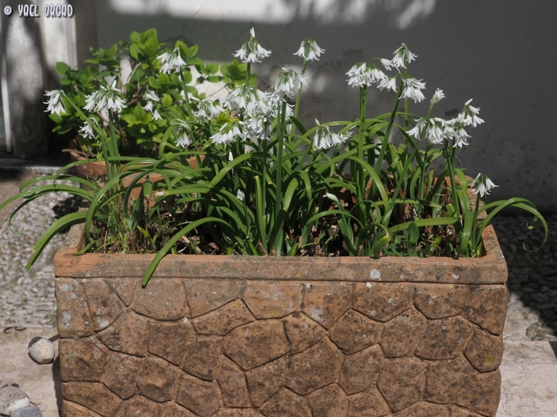 Allium triquetrum many years ago I read the beautiful book &quot;The Story of San Michele&quot; by the Swedish author Axel Munthe, and I couldn&#039;t pass the chance to visit his beautiful villa at the village Anacapri, on the island of Capri. apart from the excitement of walking and seeing his loved home, his beautiful garden, all the ancient roman art that he dug there - I enjoyed seeing wildflowers in an ancient flower pot :-)  Allium triquetrum,Geotagged,Italy,Spring,Three-cornered leek