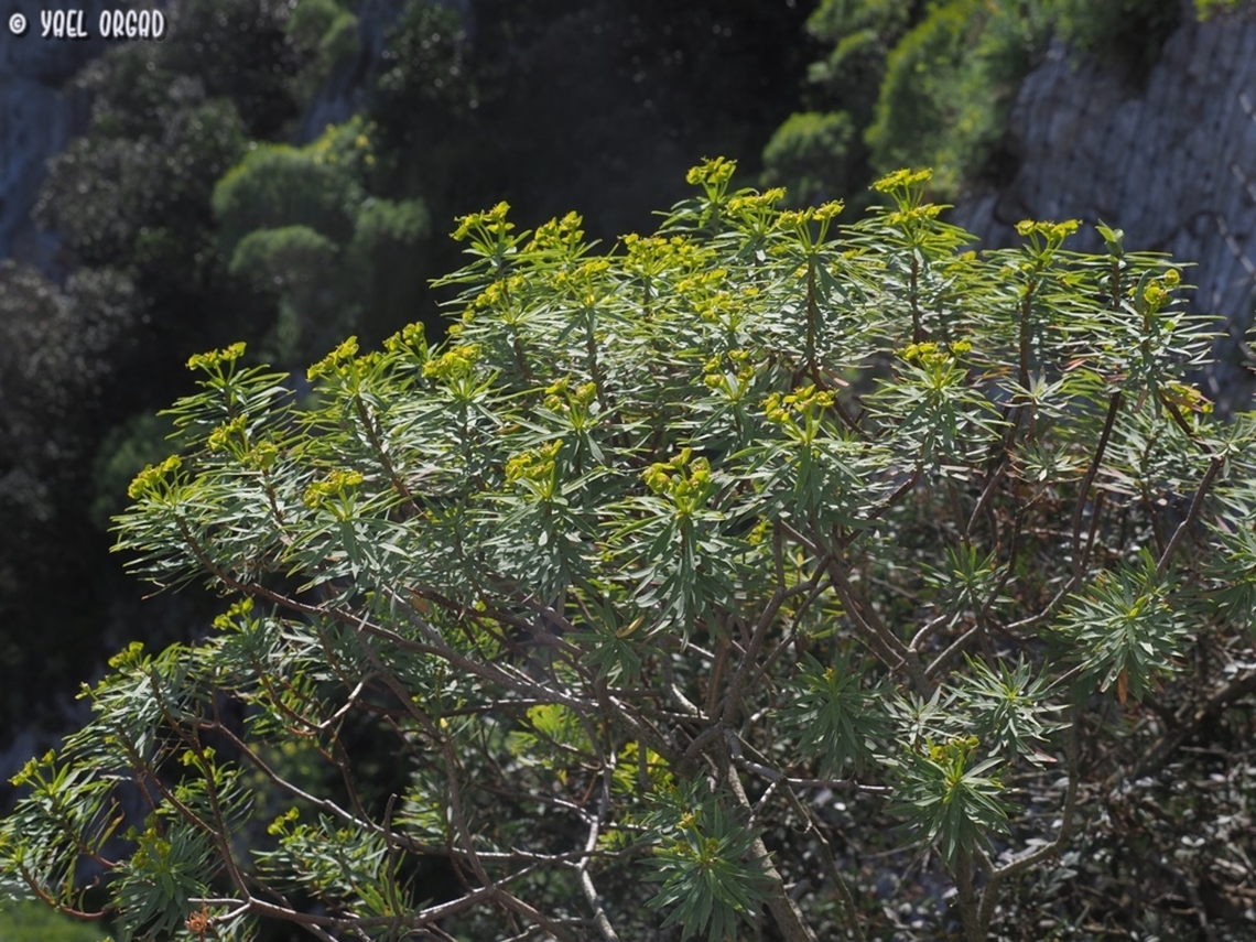 Euphorbia dendroides in Israel it is a rare and endangered shrub. in Italy it is quite common, so that most people simply ignore it...  Euphorbia dendroides,Geotagged,Italy,Spring,Tree Spurge
