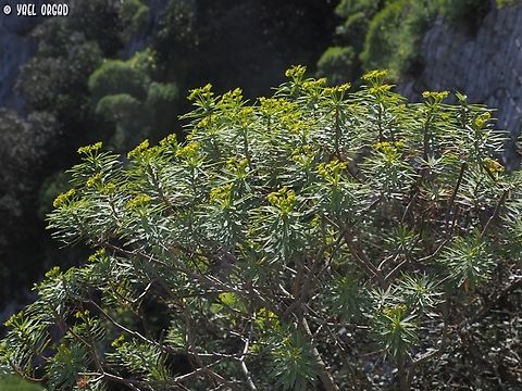 Euphorbia dendroides in Israel it is a rare and endangered shrub. in Italy it is quite common, so that most people simply ignore it...  Euphorbia dendroides,Geotagged,Italy,Spring,Tree Spurge