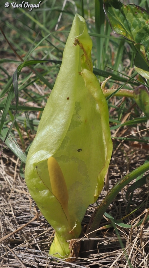 Arum italicum  Arum italicum,Geotagged,Italian lords-and-ladies,Italy,Spring