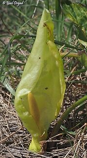 Arum italicum  Arum italicum,Geotagged,Italian lords-and-ladies,Italy,Spring