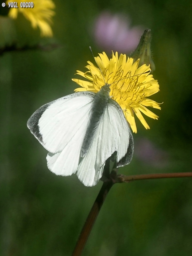 Pieris brassicae common can be lovely! Geotagged,Italy,Large white,Pieris brassicae,Spring