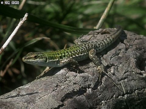 Podarcis siculus  Geotagged,Italian wall lizard,Italy,Podarcis siculus,Spring