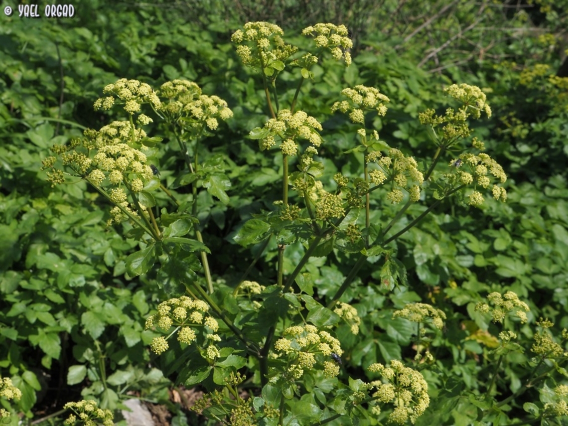 Smyrnium olusatrum so common, usually we overlook it...  Alexanders,Geotagged,Italy,Smyrnium olusatrum,Spring