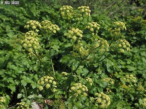 Smyrnium olusatrum so common, usually we overlook it...  Alexanders,Geotagged,Italy,Smyrnium olusatrum,Spring