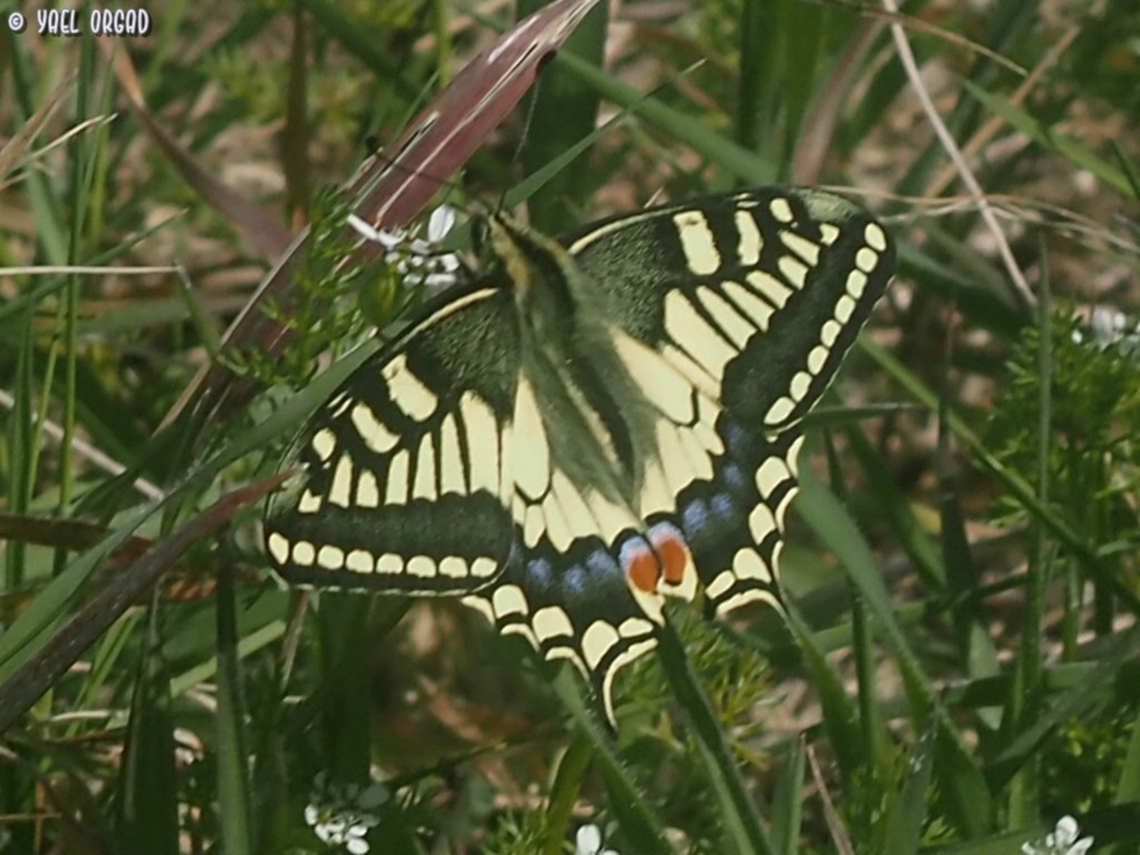 Papilio machaon  Geotagged,Italy,Old World swallowtail,Papilio machaon,Spring
