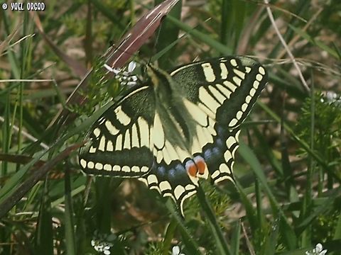 Papilio machaon  Geotagged,Italy,Old World swallowtail,Papilio machaon,Spring