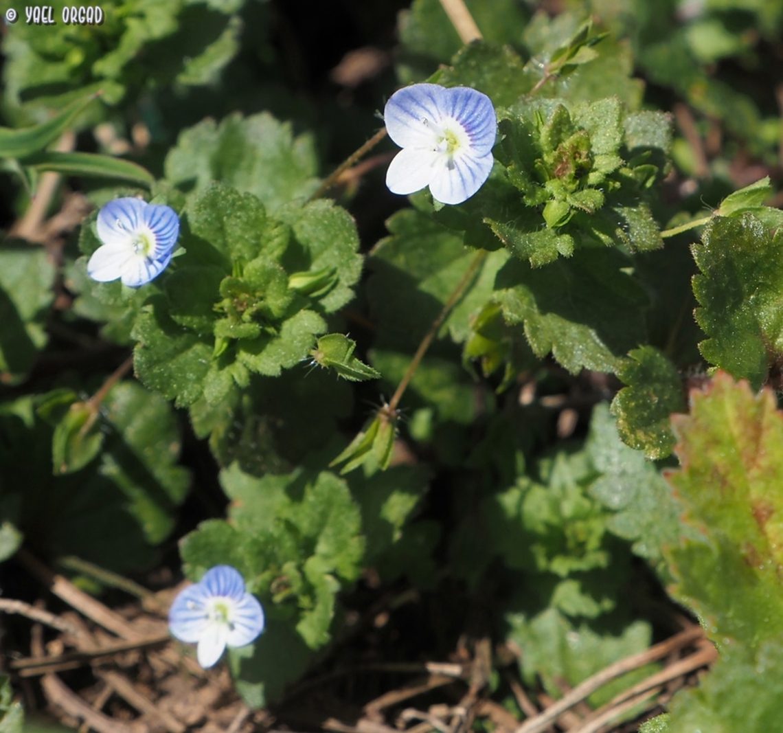 Veronica persica yet another rare one in Israel - I&#039;ve only seen it once in Israel, and it is invasive in the US... but it&#039;s nice to see it at its natural place :-)  Geotagged,Italy,Persian speedwell,Spring,Veronica persica