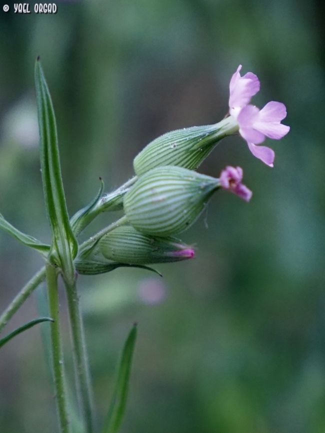 Silene conica  Geotagged,Italy,SIlene conica,Silene conica,Spring