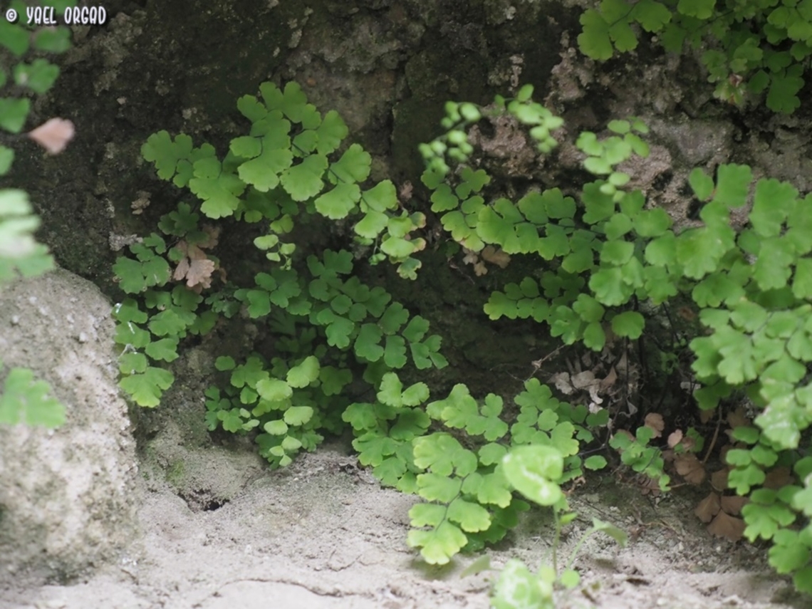 Adiantum capillus-veneris  Adiantum capillus-veneris,Geotagged,Italy,Southern maidenhair fern,Spring