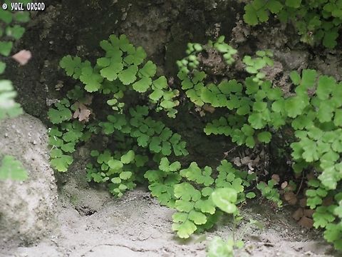 Adiantum capillus-veneris  Adiantum capillus-veneris,Geotagged,Italy,Southern maidenhair fern,Spring