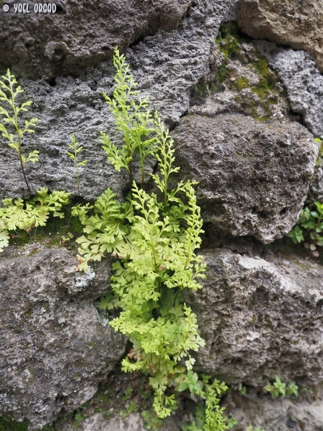 Anogramma leptophylla  Anogramma leptophylla,Geotagged,Italy,Jersey Fern,Spring