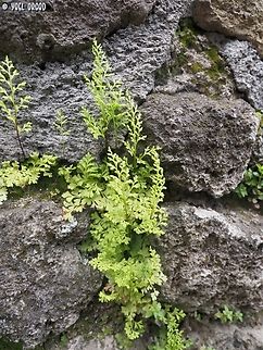 Anogramma leptophylla  Anogramma leptophylla,Geotagged,Italy,Jersey Fern,Spring