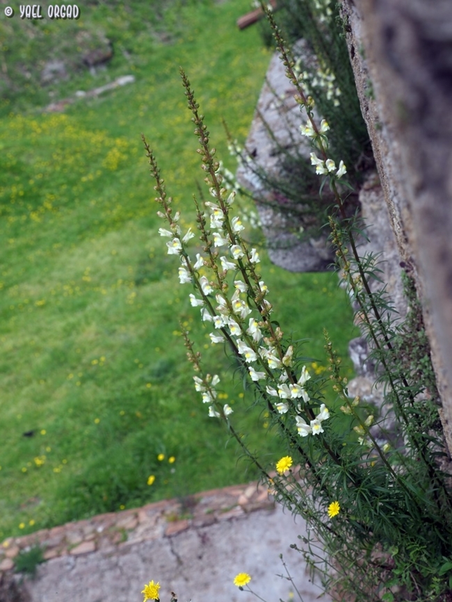 Antirrhinum siculum Most people visit Pompei to see the ruins and learn about life in the Roman Empire in the 1st century... <br />
I am *not* most people... I look for flowers.  Antirrhinum siculum,Geotagged,Italy,Spring