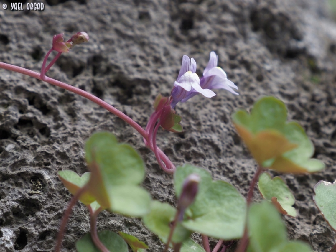 Cymbalaria muralis  Cymbalaria muralis,Cymbalaria_muralis,Geotagged,Italy,Spring