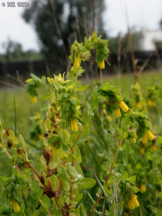 Cerinthe major  Cerinthe major,Geotagged,Greater Honeywort,Italy,Spring